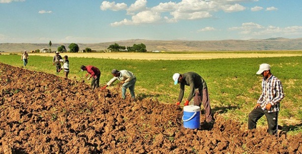 Sığınmacılar geçimlerini 'meyan kökü' ile sağlıyor