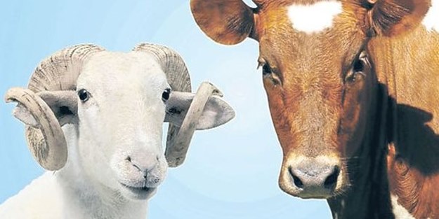 Sığır, koyun ve keçilere kimlik geliyor