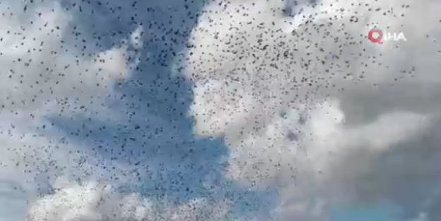 Sığırcık kuşlarının muhteşem dansı!