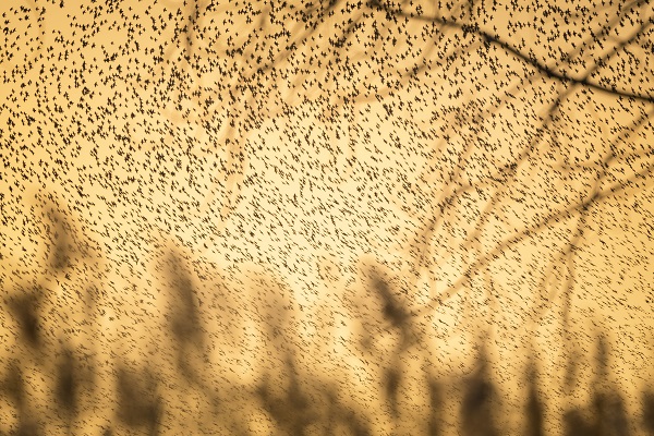 Sığırcıkların dansı mest etti