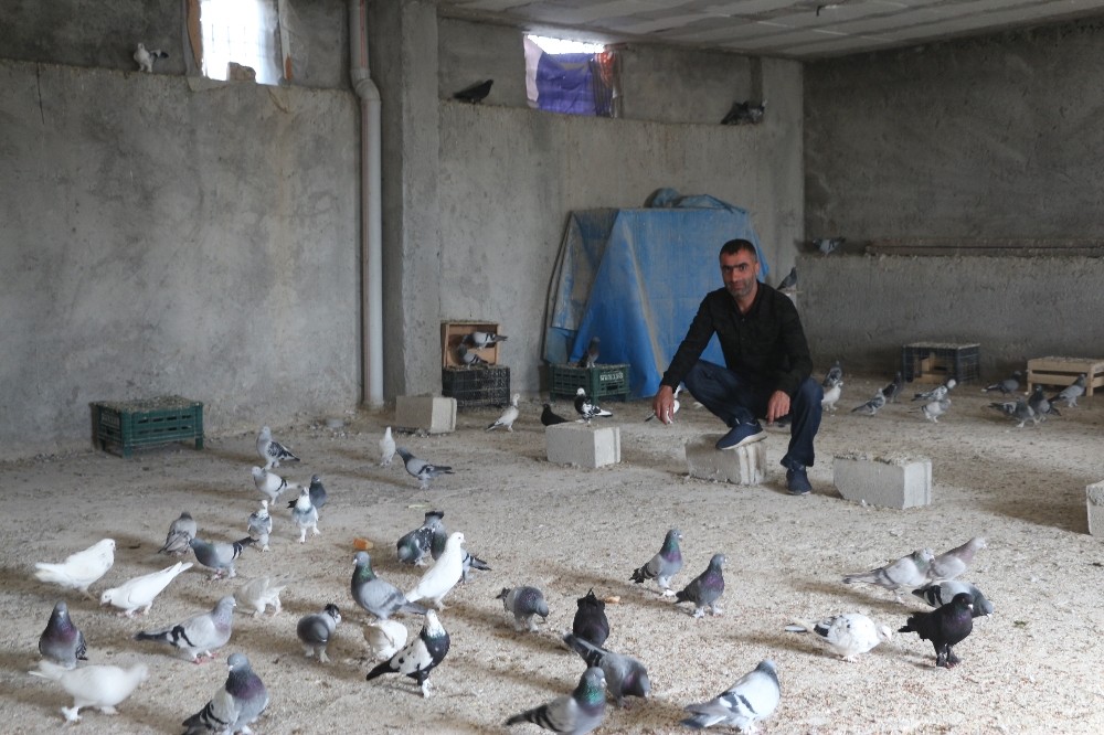 Siirtli kardeşler, fiyatları ikinci el otomobil ile yarışan güvercinlerine gözleri gibi bakıyor 