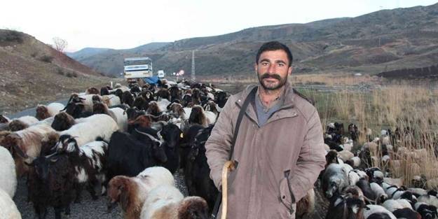 Siirt’te 10 bin lira maaşla çalışacak çoban bulunamıyor