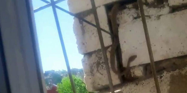 Siirt'te 2 metrelik yılan paniği