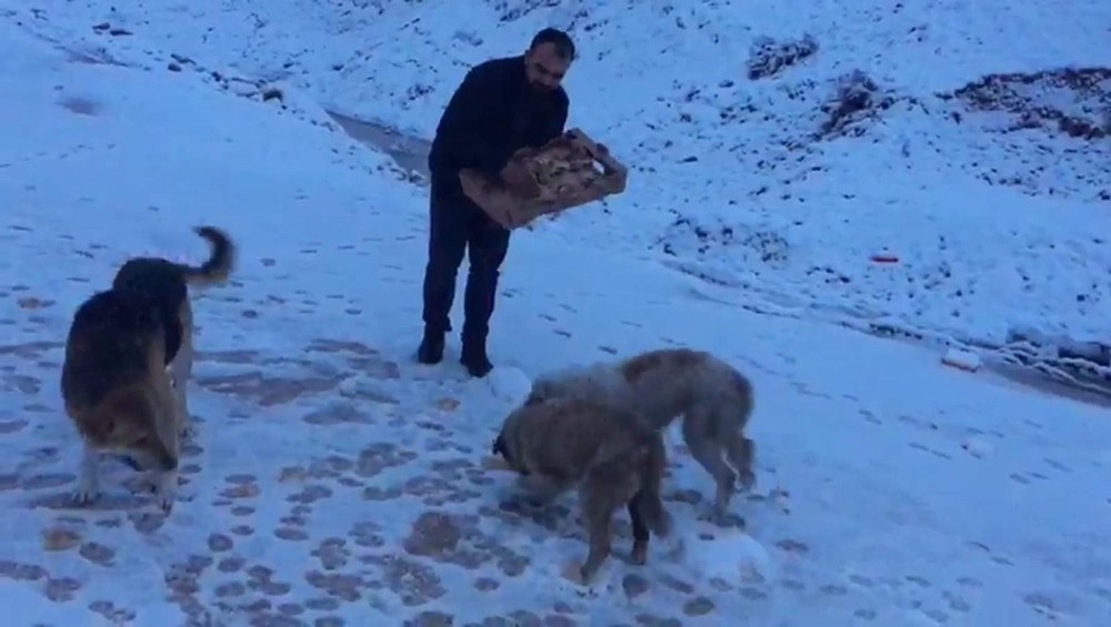 Siirt’te aç kalan hayvanlar için doğaya yem bırakıldı 