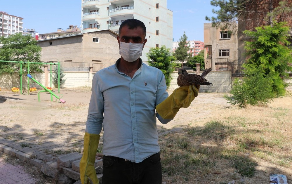 Siirt’te ayağı kırık şekilde bulunan yavru atmaca tedavi altına alındı 