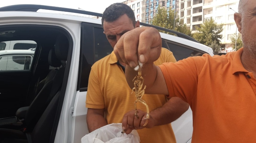 Siirt’te ayakkabısını giymeye çalışan 15 yaşındaki genci akrep soktu 