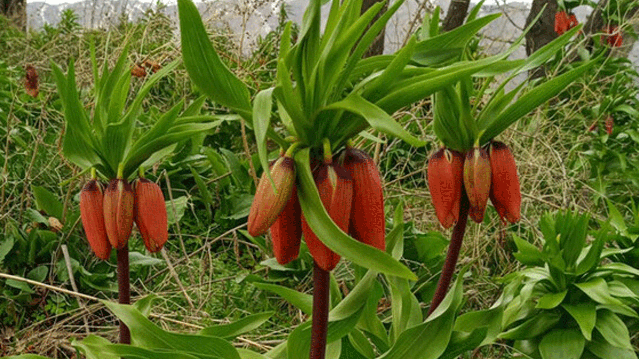 Siirt’te Bacavan Yaylası baharla renklendi! Ters laleler ziyaretçi akınına uğradı