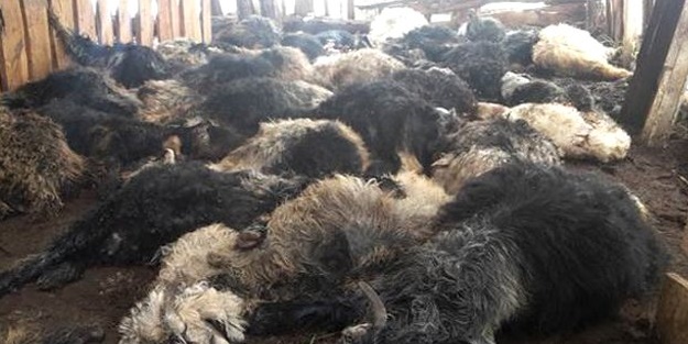 Siirt'te dehşet! 38 oğlak telef oldu