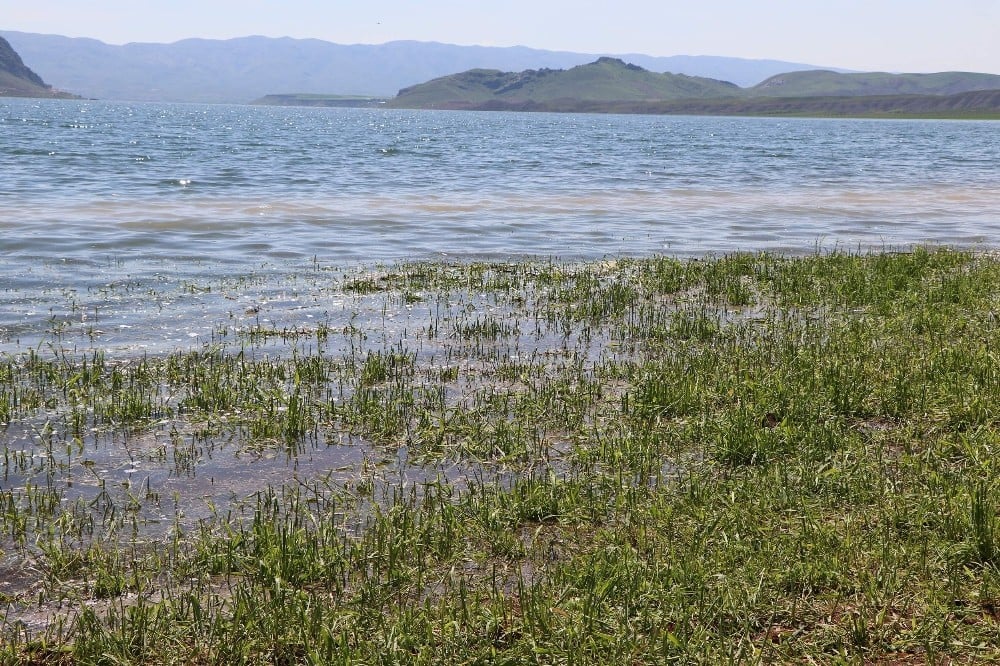 Siirt’te binlerce dönüm ekili arazi sular altında kaldı 
