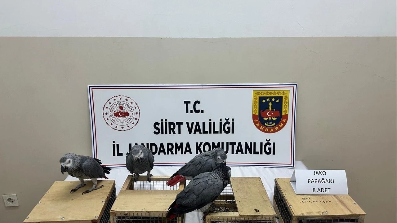 Siirt'te bir araçta 8 papağan ele geçirildi