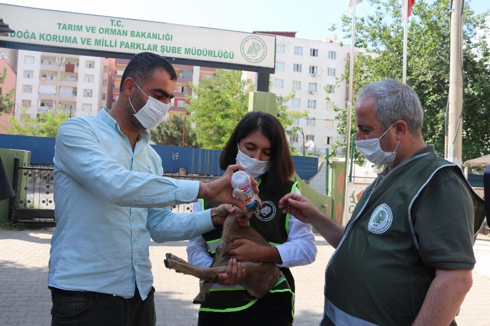 Siirt’te bitkin bir şekilde bulunan yavru dağ keçisi tedavi altına alındı 