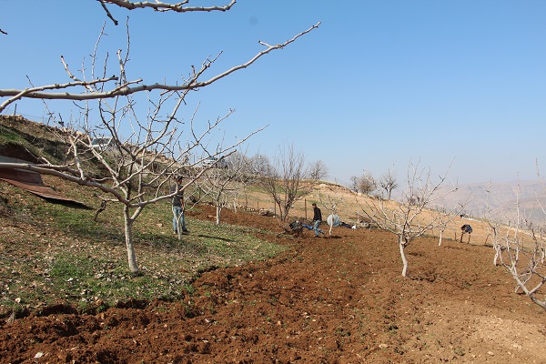 Siirt'te çiftçiler kara kara düşünüyor