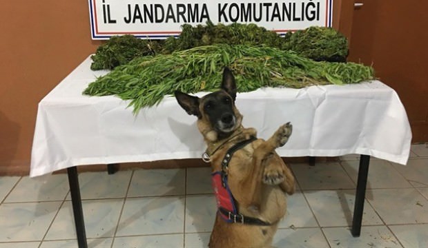 Siirt'te çıtır önce yakaladı sonra zafer pozu verdi