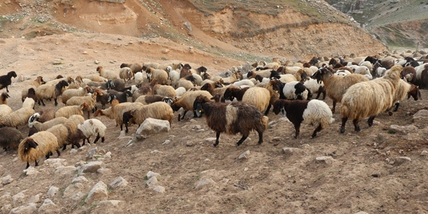 Siirt'te hayvan giriş ve çıkışı yasaklandı