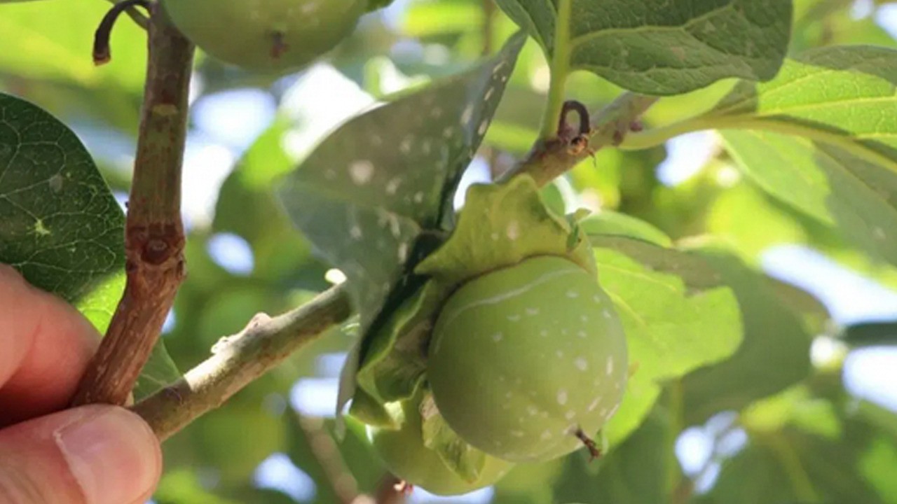 Siirt'te ilk: 4 yıl önce ilk meyvesini verdi! Şifa dolu meyve: C vitaminine sahip adeta ömür uzatıyor