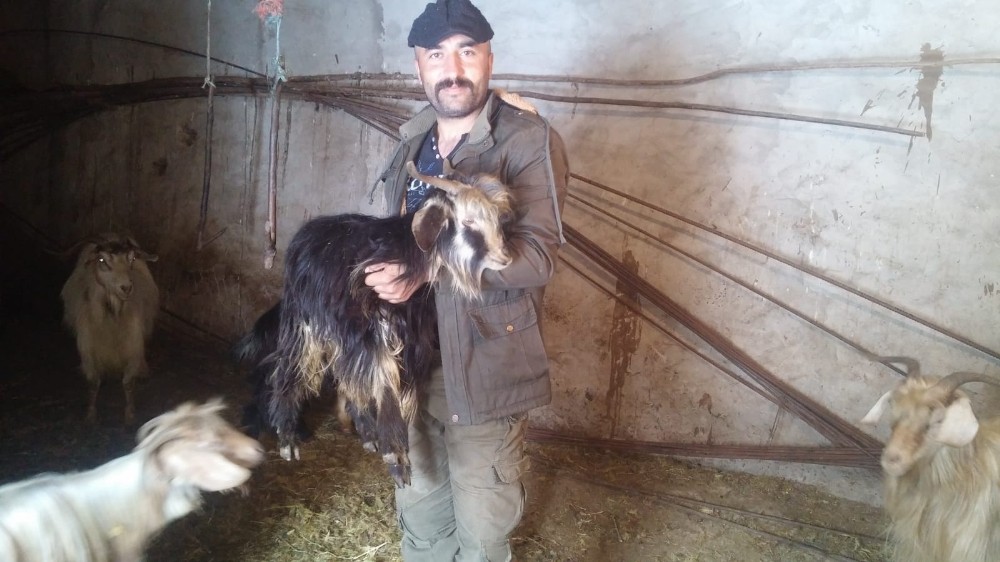 Siirt’te kar yağışı hayvan sahiplerini vurdu 