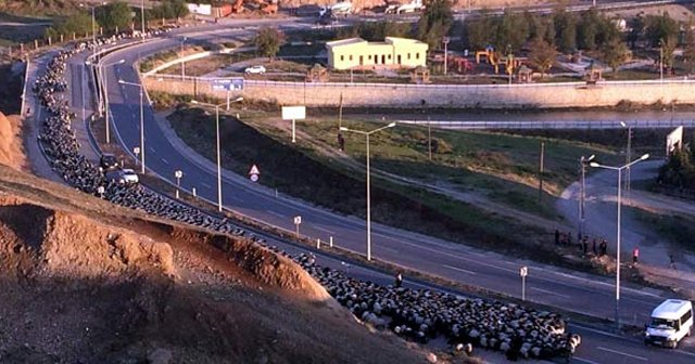 Siirt'te karayoluna inen koyun sürüsü trafiği aksattı