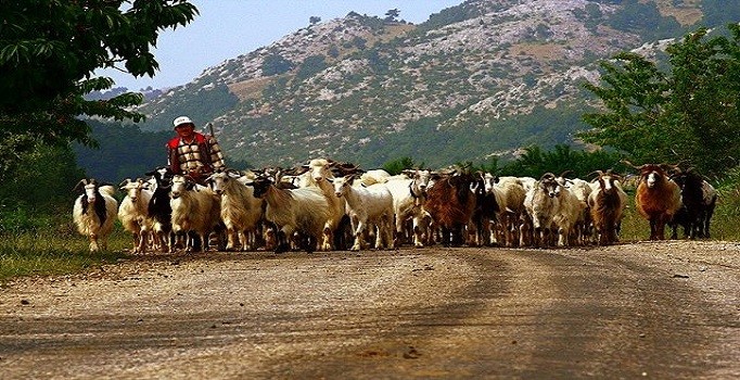 Siirt'te kazara kendini vuran çoban hayatını kaybetti