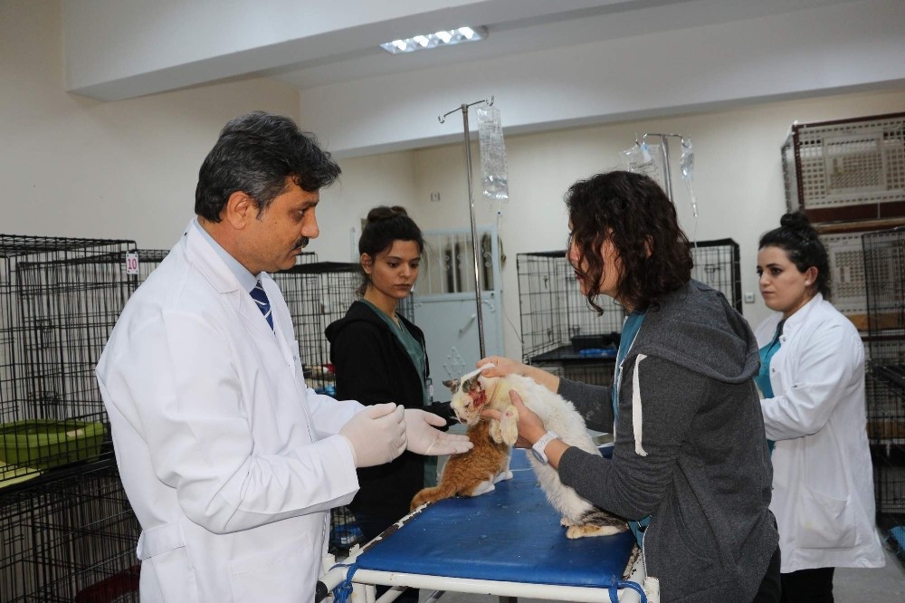 Siirt’te müthiş buluş: Menengiç yağının yaralara merhem olduğu ortaya çıktı 
