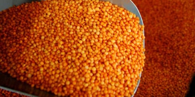 Siirt’te sezonun ilk mercimek hasadı yapıldı