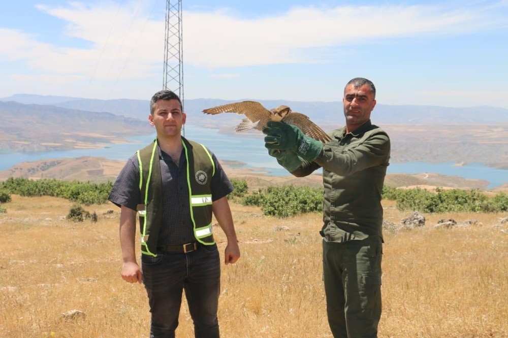 Siirt’te tedavi edilen kerkenez kuşu doğaya salındı 