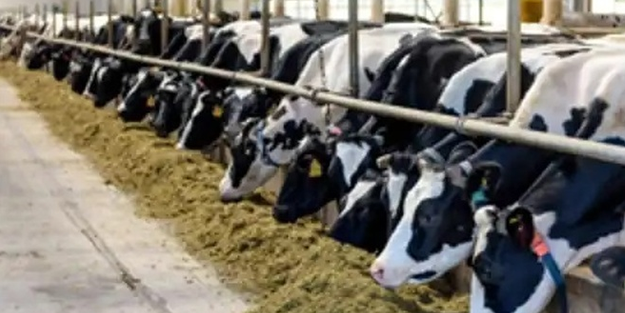 Siirt'te tedbir amaçlı kapatılan hayvan pazarı tekrar...