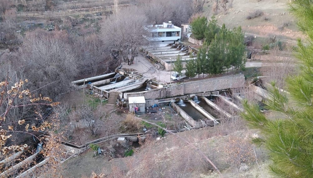 Siirt’te üretilen alabalıklar Türkiye’nin dört bir yanına gönderiliyor 