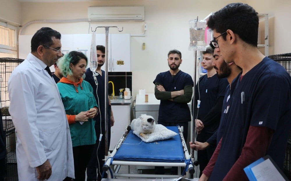 Siirt’te yaralı hayvanlar sevgiyle tedavi ediliyor 