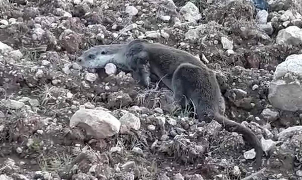 Siirt’te yavru su samuru doğal ortamına bırakıldı 