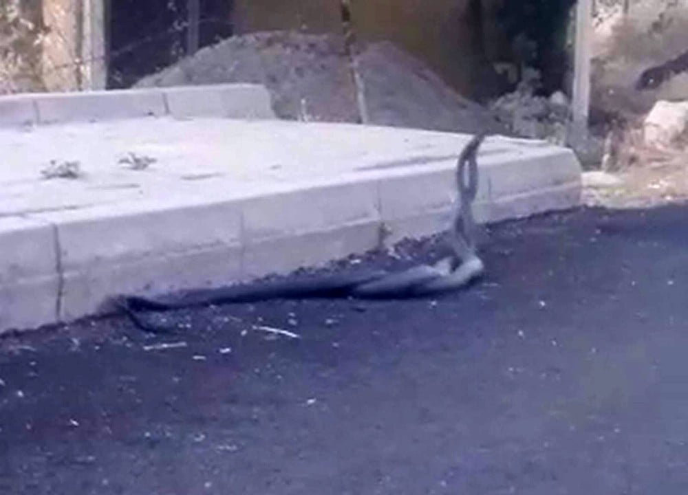 Siirt’te yılanların dansı kameraya yansıdı 