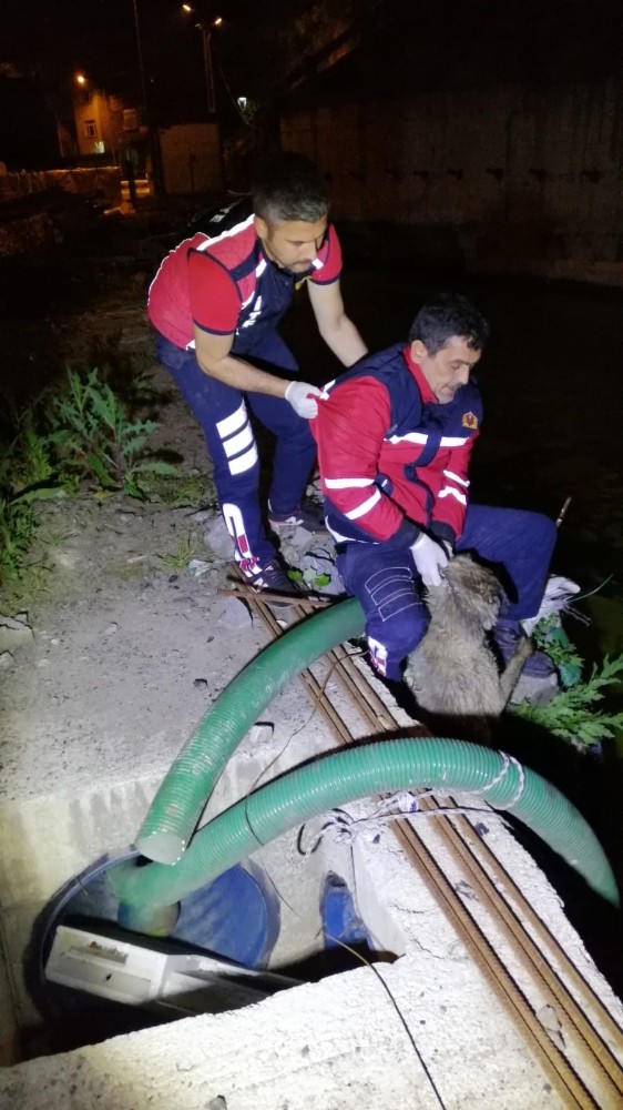 Sıkıştığı yerden kurtulamayan köpeğin imdadına itfaiye yetişti 