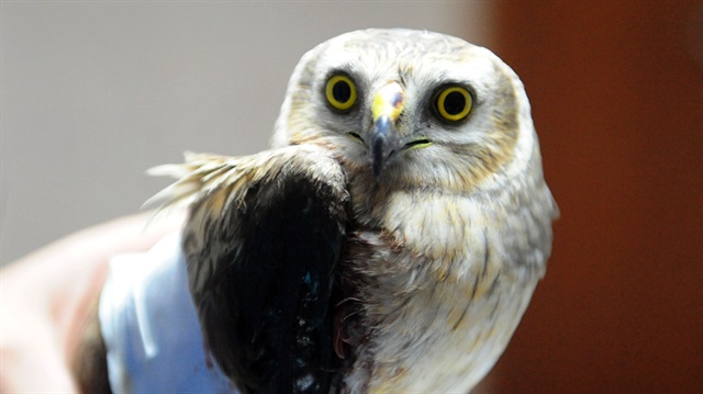 Silahla vurulan şahin yol kenarında bulundu