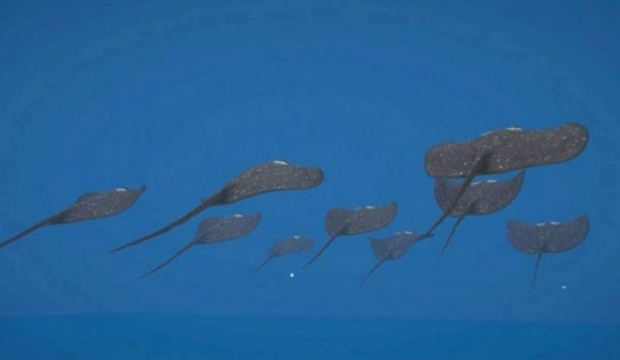 Silahlı İnsansız Deniz Aracı dünya medyasında