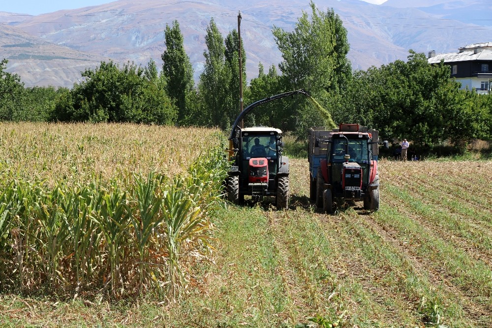 Silajlık mısır hasadı Erzincan’da başladı 