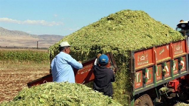 Silajlık mısır hasadındaki bereket çiftçinin yüzünü güldürdü