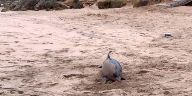 Şile'de üzücü olay