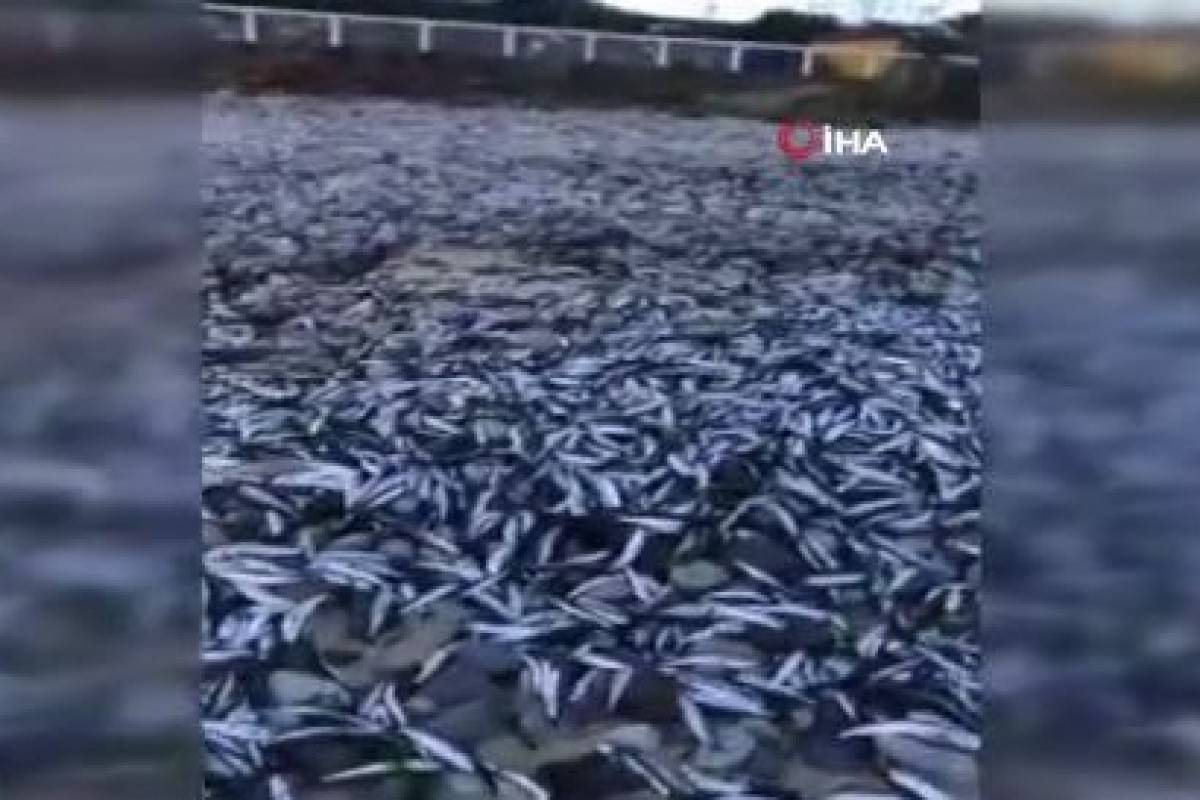 Şili'de binlerce ölü balık sahile vurdu