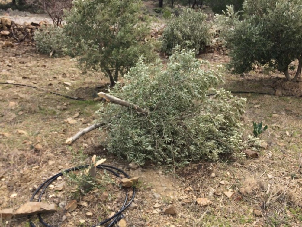 Silifke’de 30 zeytin ağacı dibinden kesildi 