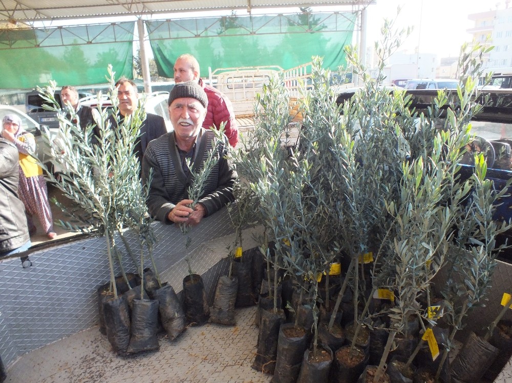 Silifke’de çiftçilere 10 bin zeytin fidanı dağıtıldı 