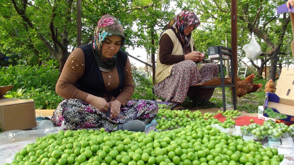Silifke’de erik hasadı başladı 