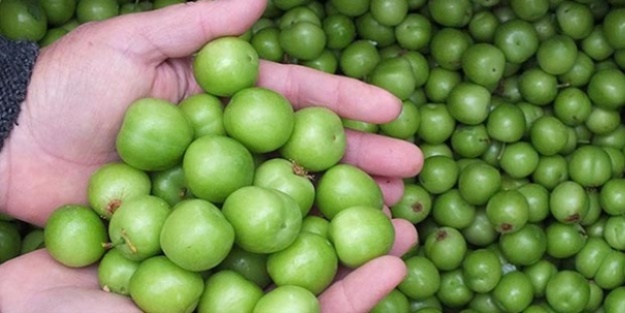 İlk erik hasadı yapıldı