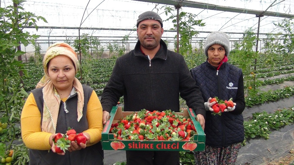 Silifke’de kış ortasında çilek hasadı 