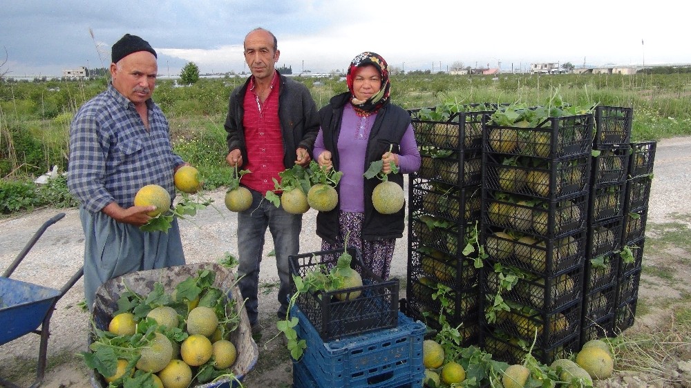 Silifke’de örtü altı kavun hasadı başladı 