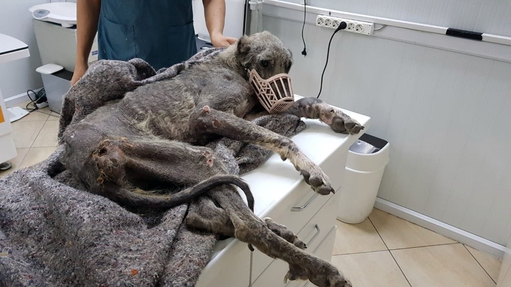 Silivri’de kangal cinsi köpek açlıktan ölmek üzereyken bulundu 