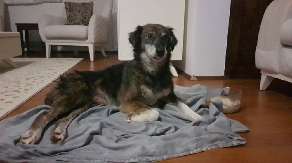 Silivri’de kurşunlanan ve felç kalan köpekle ilgili sevindirici gelişme 