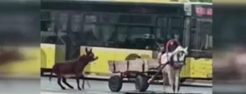 Silivri'de tepki çeken olay! Acı çeken hayvan yürekleri sızlattı