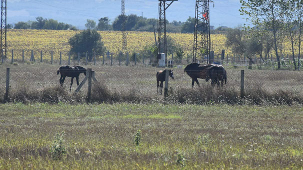 Silivri'de 'vahşi melez ırk' söylentisi