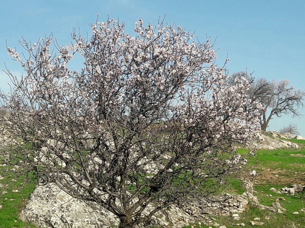 Silvan’da badem ağaçları çiçek açtı 
