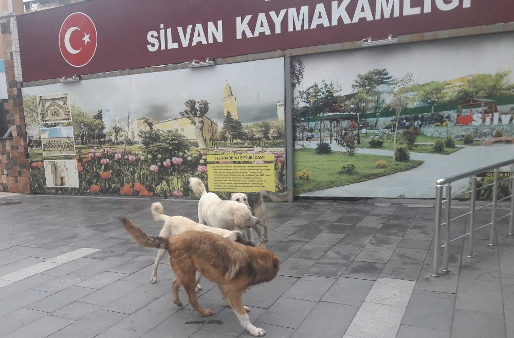 Silvan’da başıboş köpekler korkutuyor 