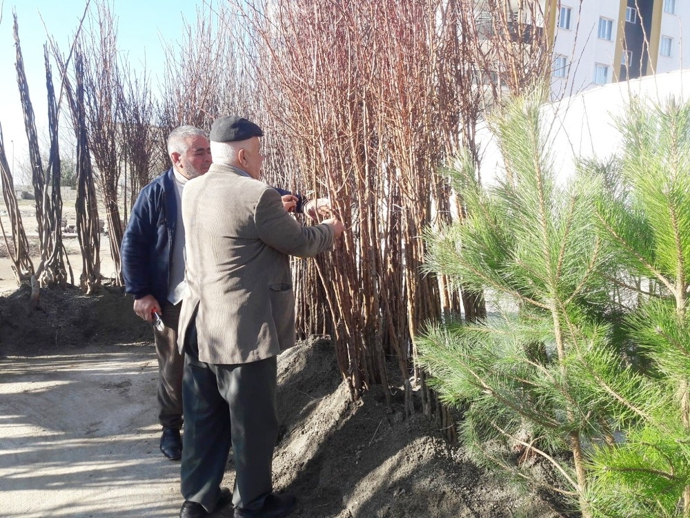 Silvan’da meyve fidanları satışı başladı 